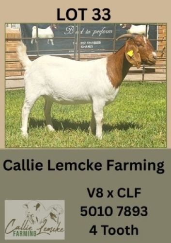1X BOER GOAT DOE Callie Lemcke