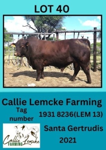 1X SANTA GERTRUDIS BULL Callie Lemcke