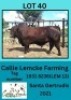 1X SANTA GERTRUDIS BULL Callie Lemcke