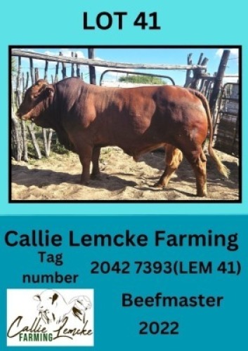 1X BEEFMASTER BULL Callie Lemcke