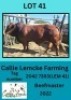 1X BEEFMASTER BULL Callie Lemcke