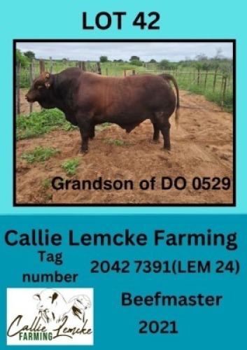 1X BEEFMASTER BULL Callie Lemcke