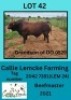 1X BEEFMASTER BULL Callie Lemcke
