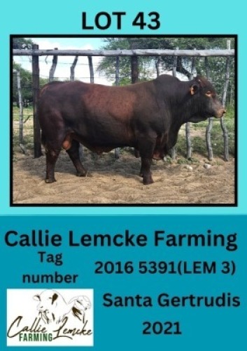 1X SANTA GERTRUDIS BULL Callie Lemcke