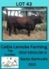1X SANTA GERTRUDIS BULL Callie Lemcke