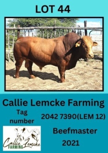 1X BEEFMASTER BULL Callie Lemcke
