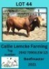 1X BEEFMASTER BULL Callie Lemcke