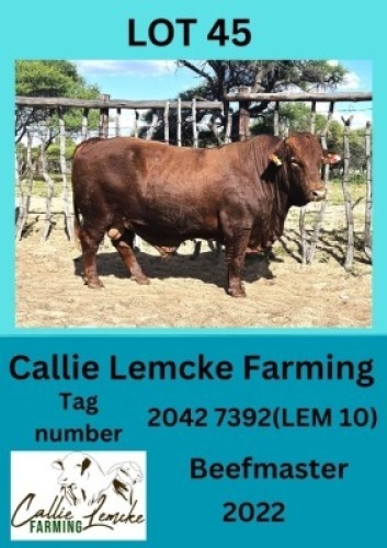 1X BEEFMASTER BULL Callie Lemcke