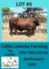 1X BEEFMASTER BULL Callie Lemcke