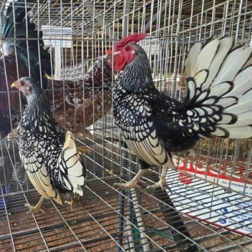 2X CHICKENS ROOSTER & HEN JOS SCHINKEL (Per animal to take the lot)