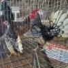 2X CHICKENS ROOSTER & HEN JOS SCHINKEL (Per animal to take the lot)