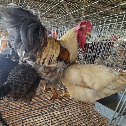 4X CHICKENS ROOSTER & HEN BOABAB CONCRETE SERVICE (Per animal to take the lot)