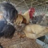4X CHICKENS ROOSTER & HEN BOABAB CONCRETE SERVICE (Per animal to take the lot)