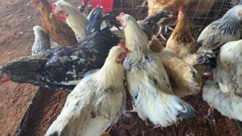 12X CHICKENS ROOSTER & HEN SELLO (Per animal to take the lot)