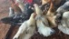 12X CHICKENS ROOSTER & HEN SELLO (Per animal to take the lot)