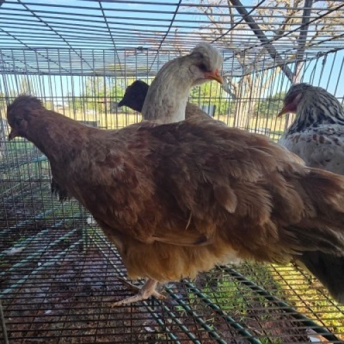 4X CHICKENS HEN SELLO (Per animal to take the lot)