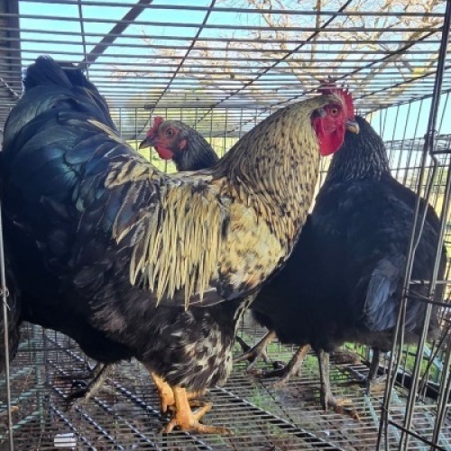5X CHICKENS ROOSTER & HEN SELLO (Per animal to take the lot)