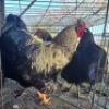 5X CHICKENS ROOSTER & HEN SELLO (Per animal to take the lot)