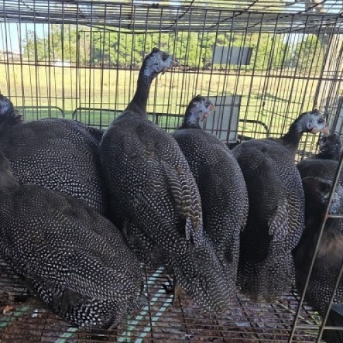 10X CHICKENS ROOSTER & HEN SELLO (Per animal to take the lot)