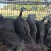 10X CHICKENS ROOSTER & HEN SELLO (Per animal to take the lot)