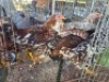 10X CHICKENS HEN FAIR N SQUARE (Per animal to take the lot)