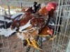 7X CHICKENS ROOSTER FAIR N SQUARE (Per animal to take the lot)