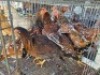 10X CHICKENS HEN FAIR N SQUARE (Per animal to take the lot)