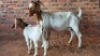 1+1X BOER GOAT DOE VANTO BOERDERY