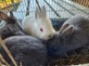 4X RABBITS MICHELLE BURGESS (Per animal to take the lot)