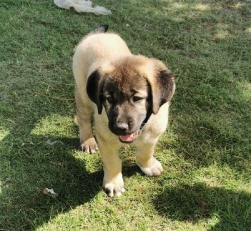 1X ANATOLIESE HERDERSHOND MALE VERIKA HATTING