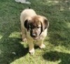 1X ANATOLIESE HERDERSHOND MALE VERIKA HATTING