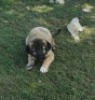 1X ANATOLIESE HERDERSHOND MALE VERIKA HATTING - 2