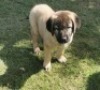 1X ANATOLIESE HERDERSHOND MALE VERIKA HATTING - 3