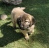 1X ANATOLIESE HERDERSHOND MALE VERIKA HATTING - 4