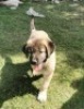 1X ANATOLIESE HERDERSHOND MALE VERIKA HATTING - 5