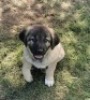 1X ANATOLIESE HERDERSHOND MALE VERIKA HATTING - 6