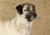 1X ANATOLIESE HERDERSHOND MALE VERIKA HATTING - 9