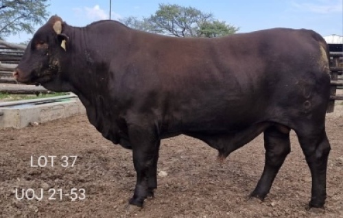 1X SANTA GERTRUDE BULL Triple-S Stud