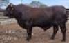 1X SANTA GERTRUDE BULL Triple-S Stud
