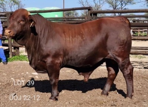 1X SIMMENTALER BULL Triple-S Stud