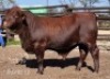 1X SIMMENTALER BULL Triple-S Stud