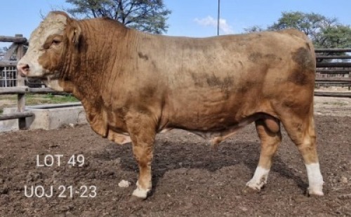 1X SIMMENTALER BULL Triple-S Stud