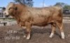 1X SIMMENTALER BULL Triple-S Stud