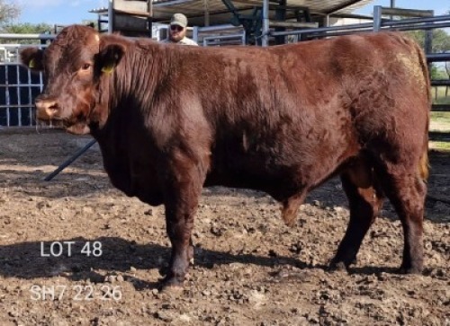 1X SUSSEX BULL Triple-S Stud
