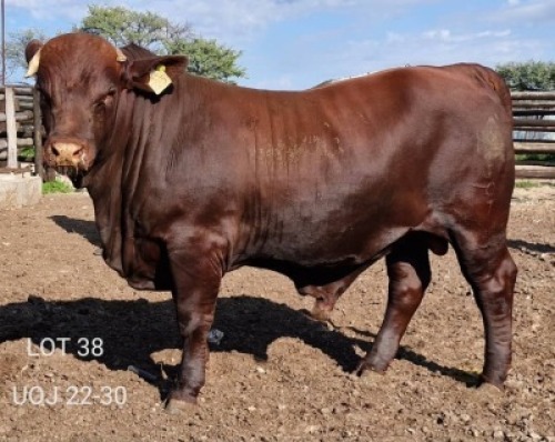 1X SANTA GERTRUDIS BULL Triple-S Stud