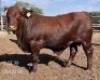 1X SANTA GERTRUDIS BULL Triple-S Stud