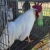 1X LEGHORN ROOSTER ERASMUS HOMESTEAD