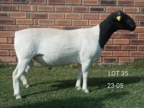 1X DORPER RAM Triple-S Stud