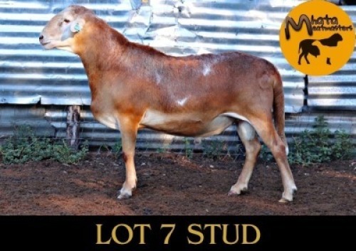 1X MEATMASTER Male Mahata Meatmasters