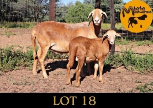 1+1X MEATMASTER Ewe + Lamb Mahata Meatmasters